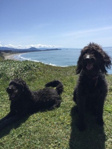 Mutton and Raven at Cape Blanco